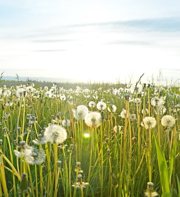 Blühende Pflanzen im Morgenlicht